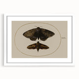 Grunge Wall Art: Moth Illustration | Vintage Grunge Canvas Print