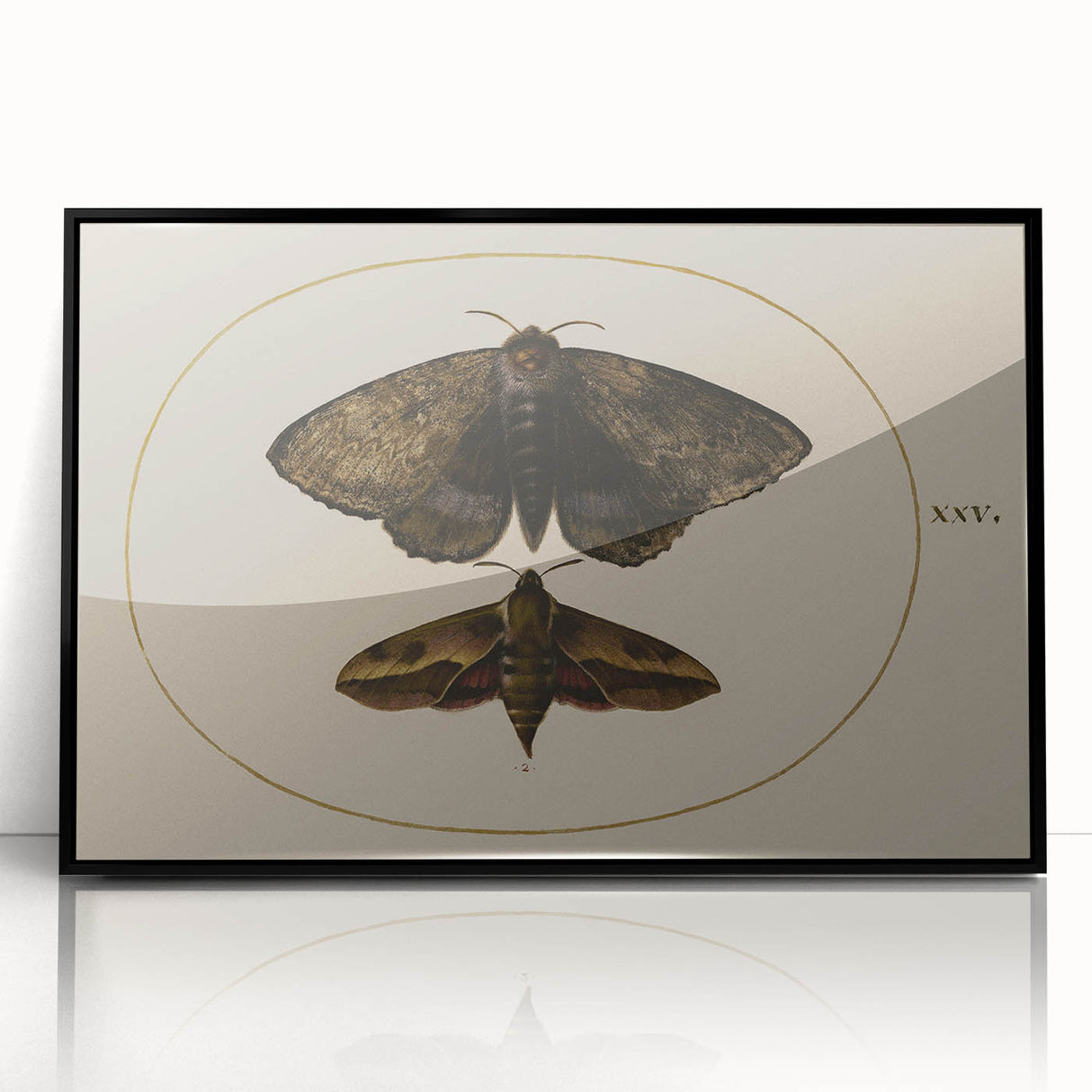 Grunge Wall Art: Moth Illustration | Vintage Grunge Canvas Print