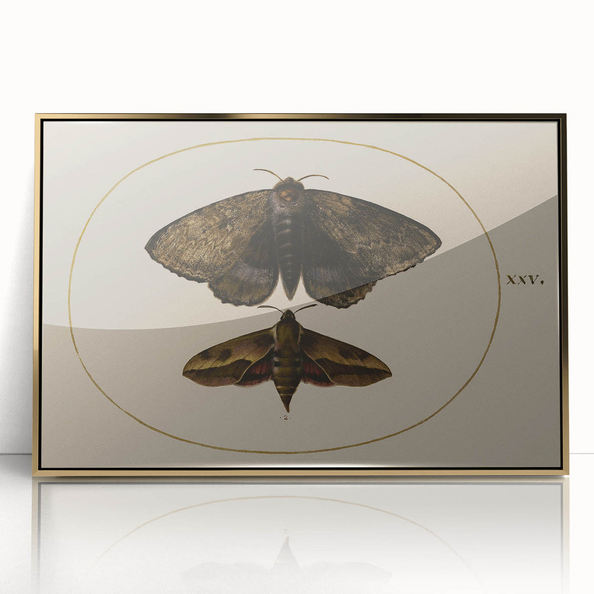 Grunge Wall Art: Moth Illustration | Vintage Grunge Canvas Print