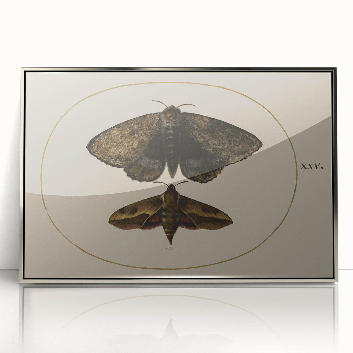 Grunge Wall Art: Moth Illustration | Vintage Grunge Canvas Print