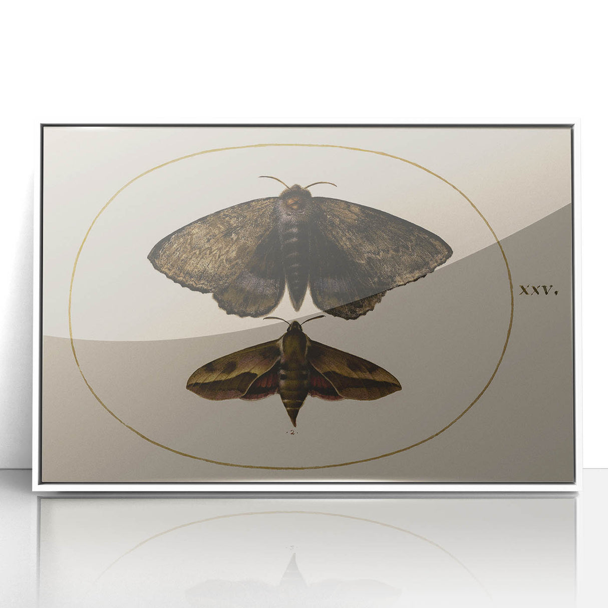 Grunge Wall Art: Moth Illustration | Vintage Grunge Canvas Print