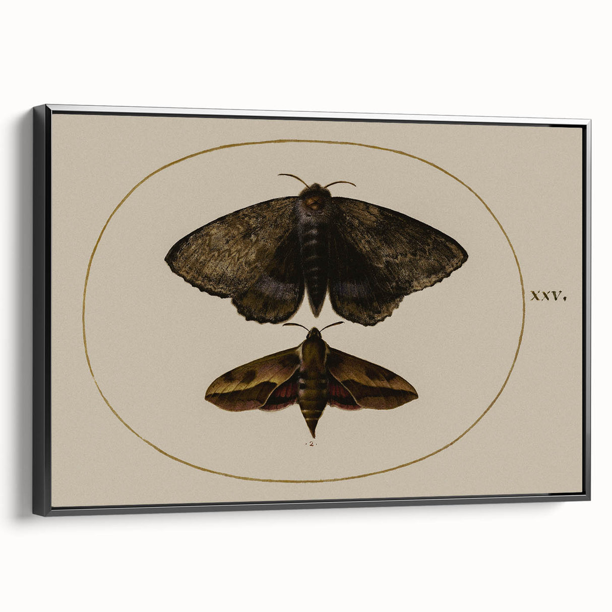 Grunge Wall Art: Moth Illustration | Vintage Grunge Canvas Print