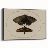 Grunge Wall Art: Moth Illustration | Vintage Grunge Canvas Print
