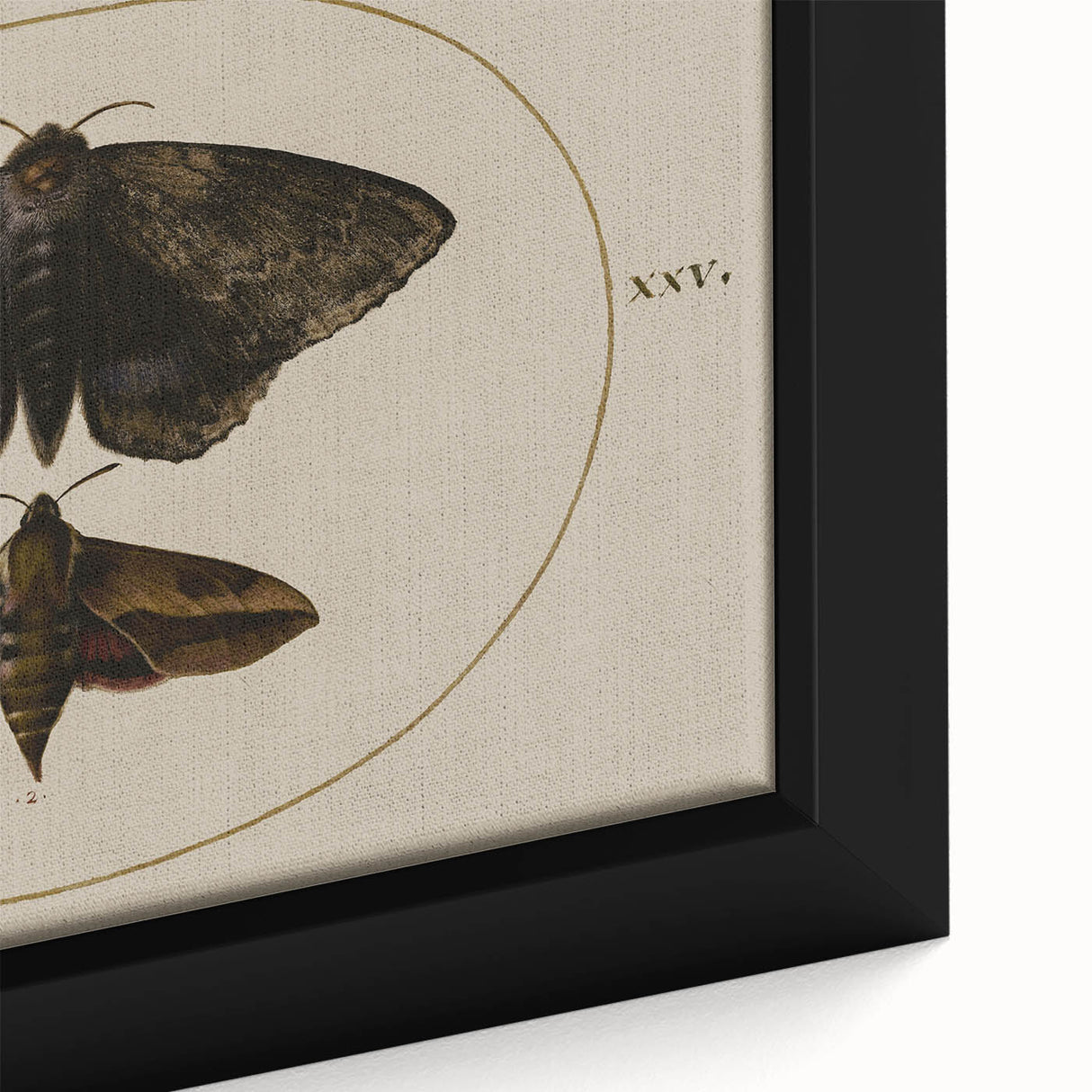 Grunge Wall Art: Moth Illustration | Vintage Grunge Canvas Print