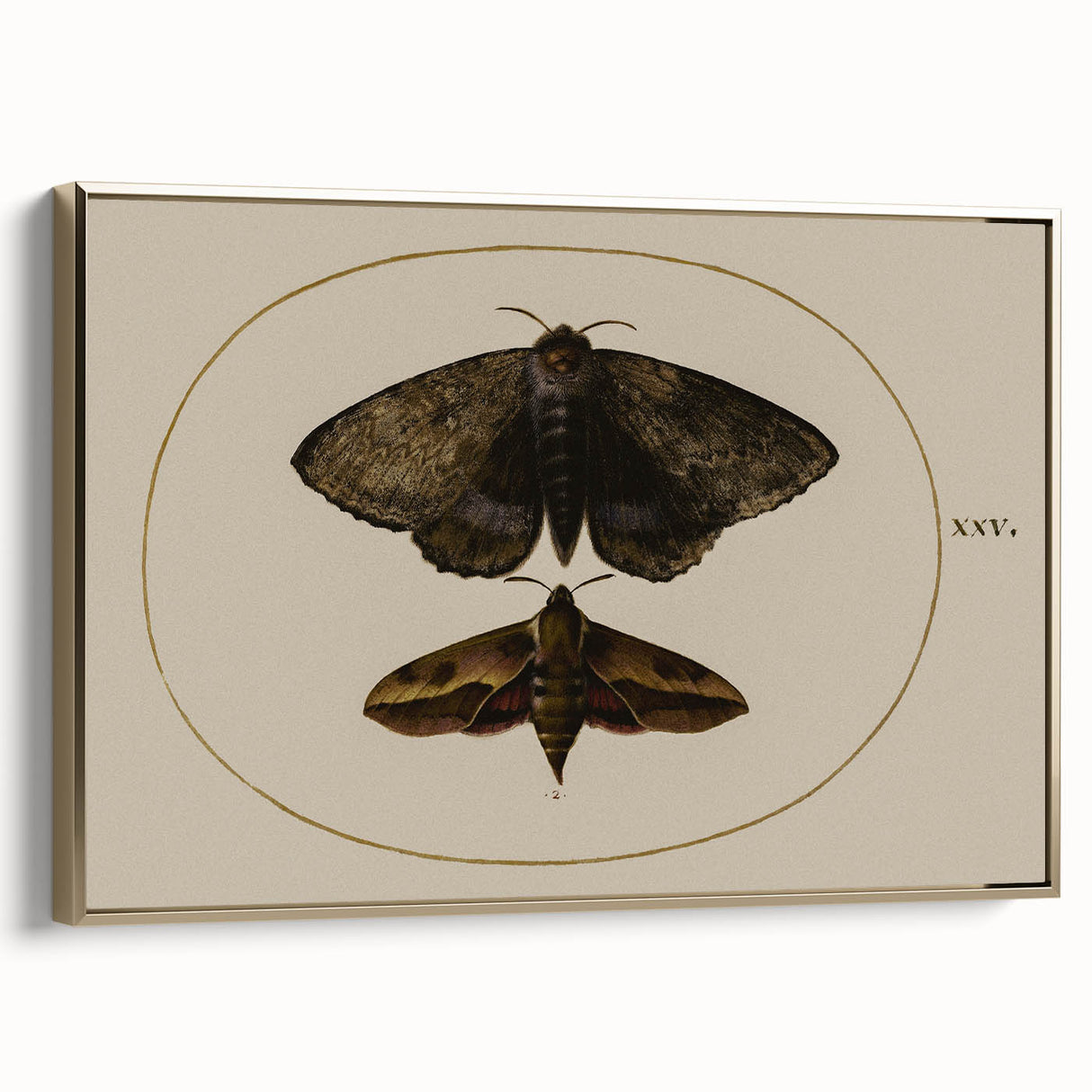 Grunge Wall Art: Moth Illustration | Vintage Grunge Canvas Print