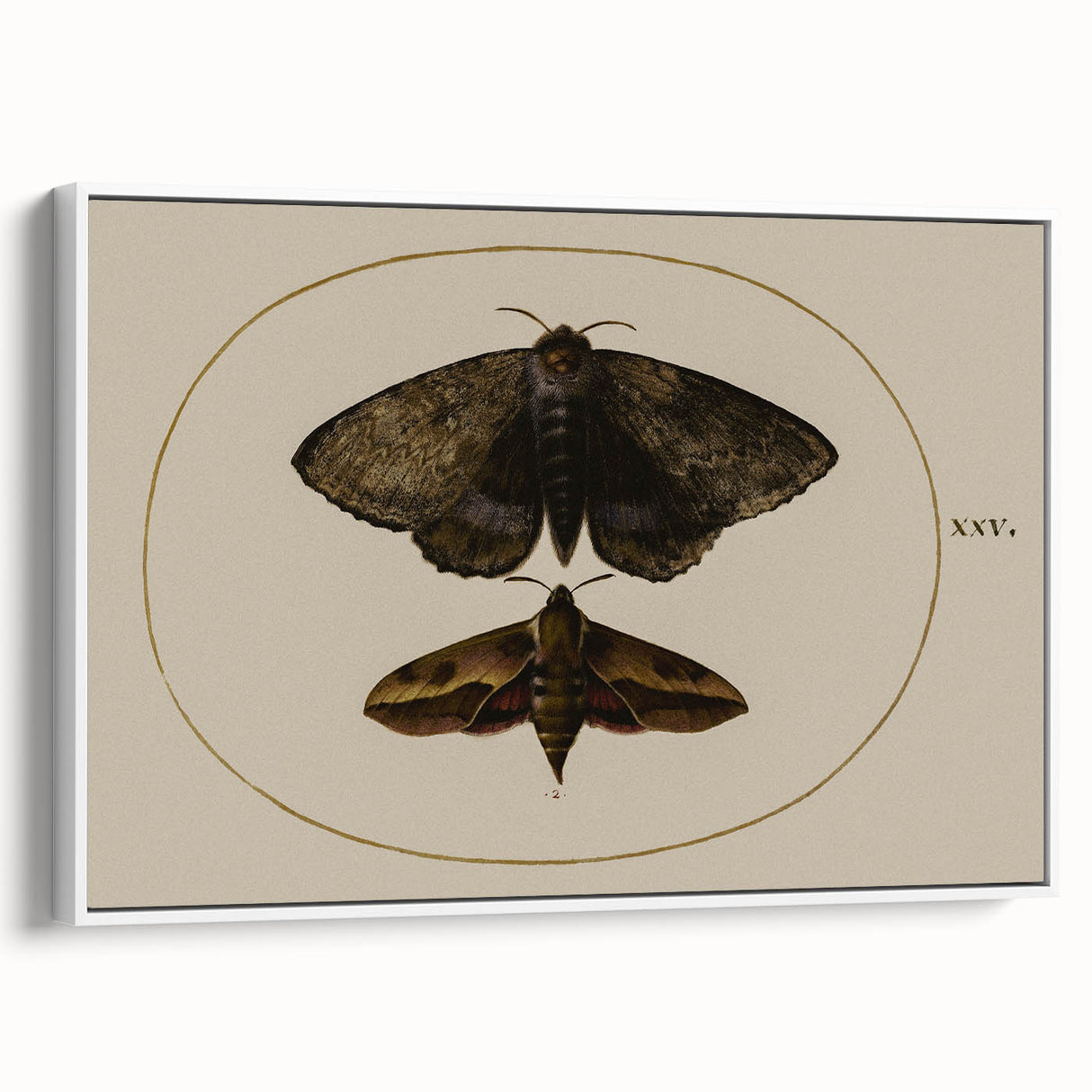 Grunge Wall Art: Moth Illustration | Vintage Grunge Canvas Print