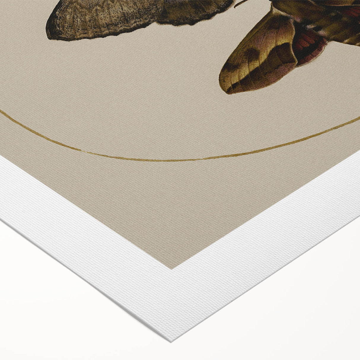 Grunge Wall Art: Moth Illustration | Vintage Grunge Canvas Print