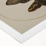 Grunge Wall Art: Moth Illustration | Vintage Grunge Canvas Print