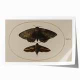 Grunge Wall Art: Moth Illustration | Vintage Grunge Canvas Print