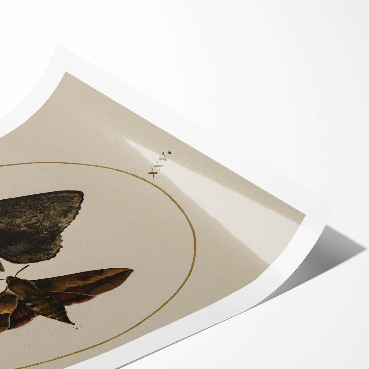 Grunge Wall Art: Moth Illustration | Vintage Grunge Canvas Print