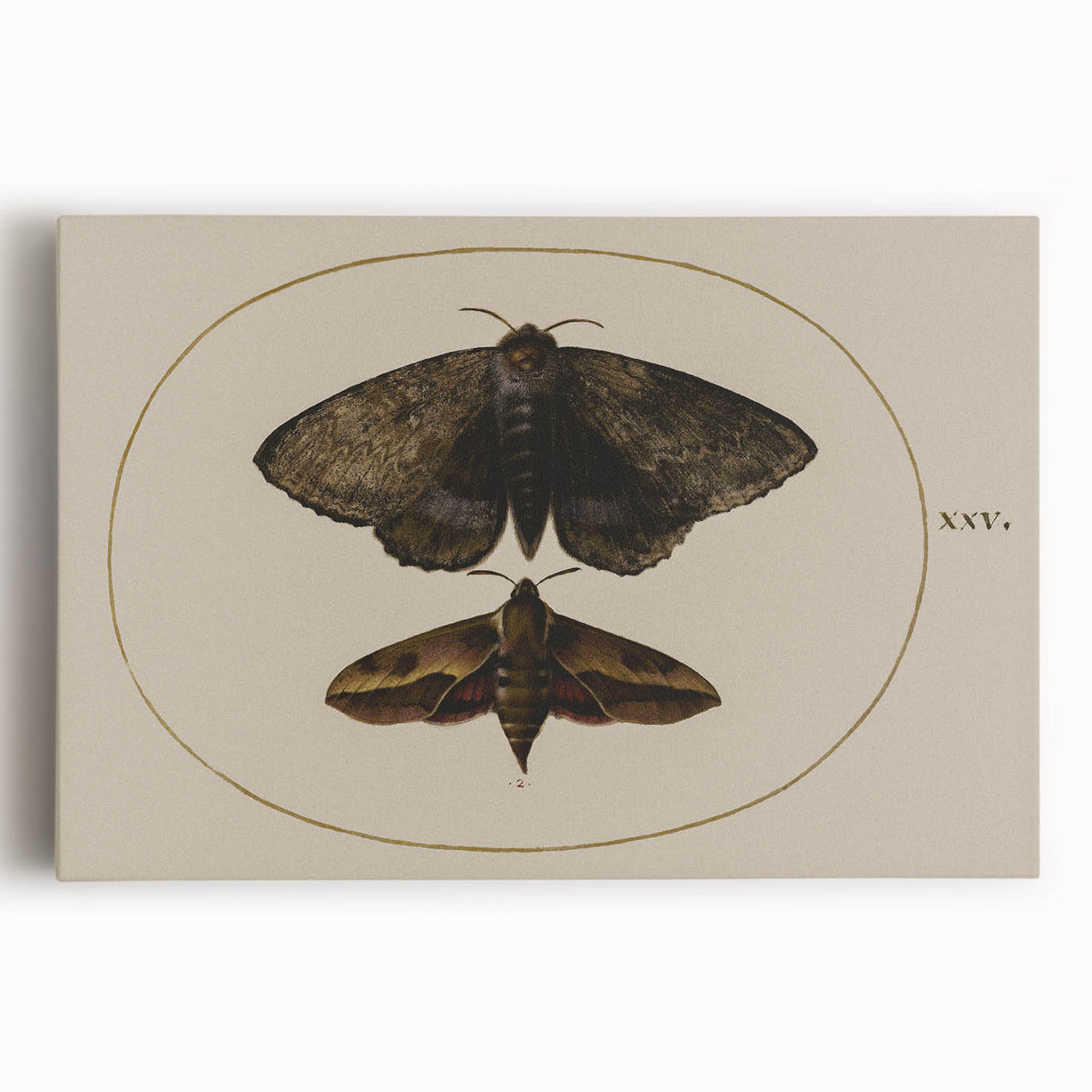 Grunge Wall Art: Moth Illustration | Vintage Grunge Canvas Print
