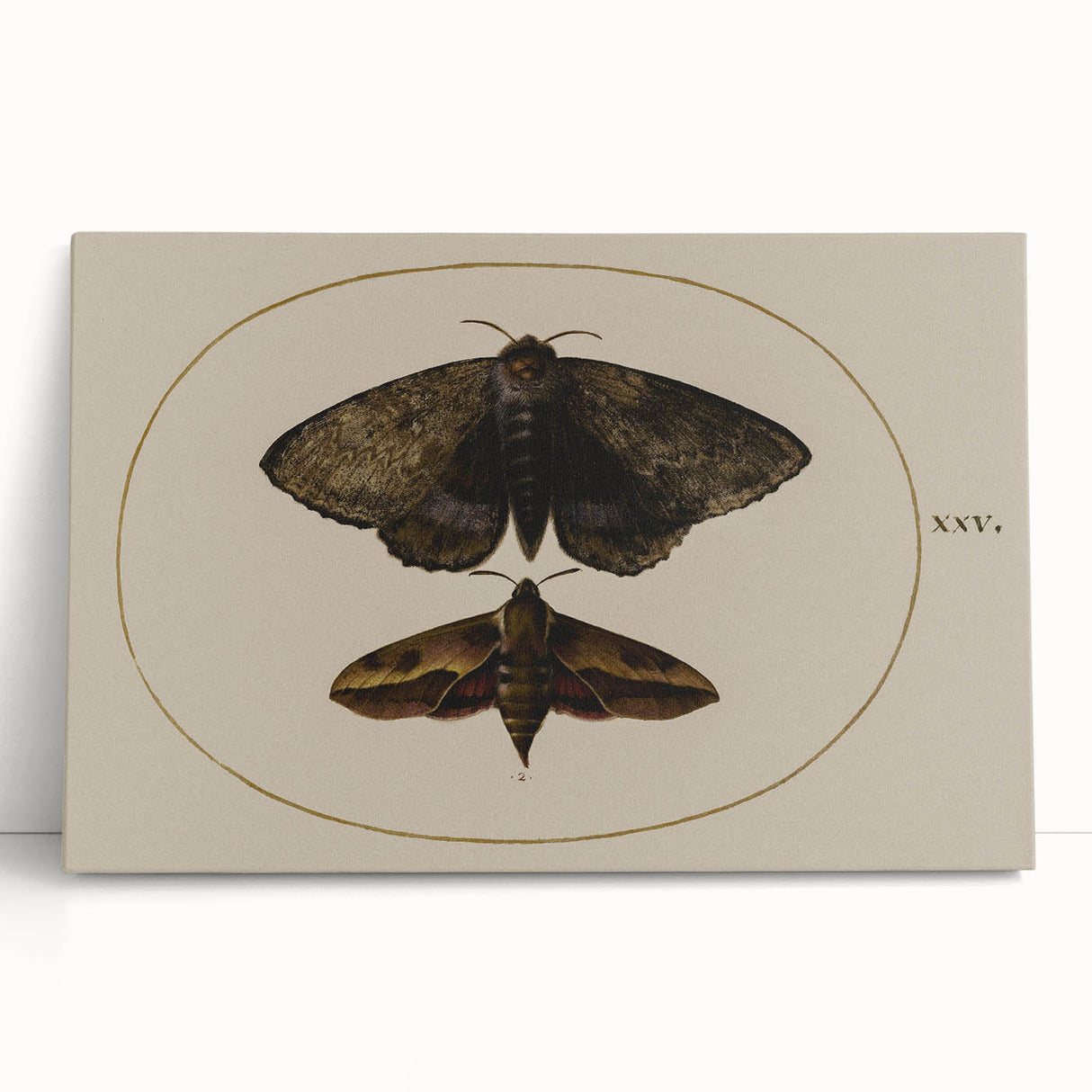 Grunge Wall Art: Moth Illustration | Vintage Grunge Canvas Print