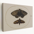 Grunge Wall Art: Moth Illustration | Vintage Grunge Canvas Print