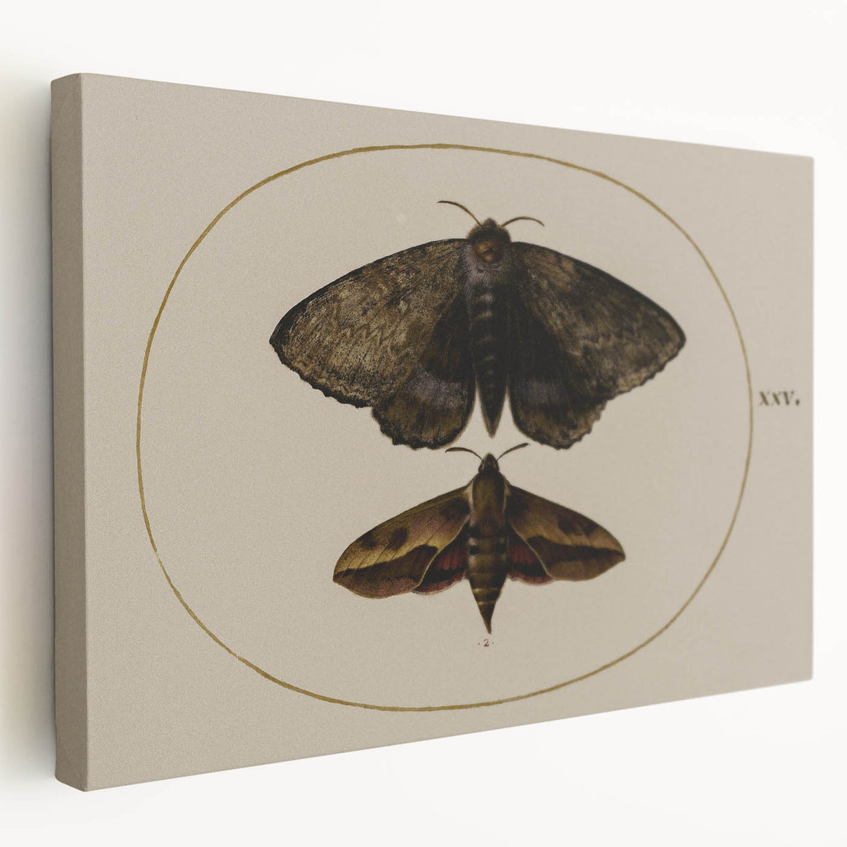 Grunge Wall Art: Moth Illustration | Vintage Grunge Canvas Print