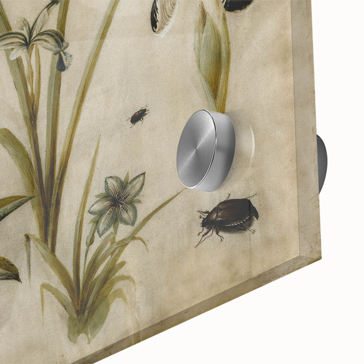 Grunge Wall Art: Botanical Insects Illustration | Vintage Grunge Canvas Print