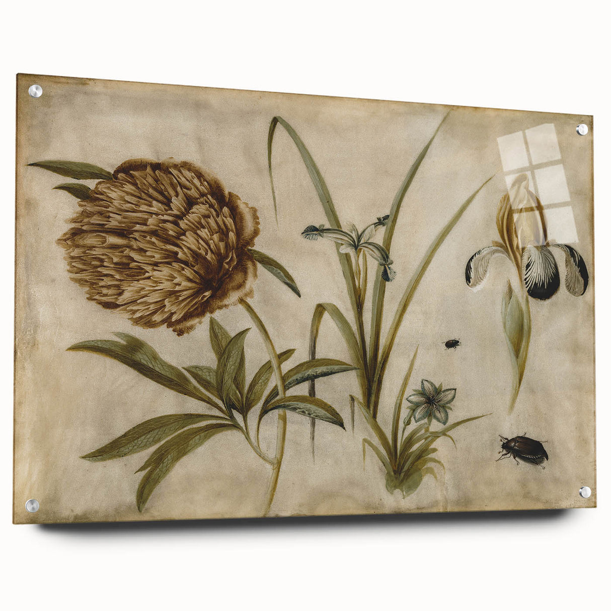 Grunge Wall Art: Botanical Insects Illustration | Vintage Grunge Canvas Print