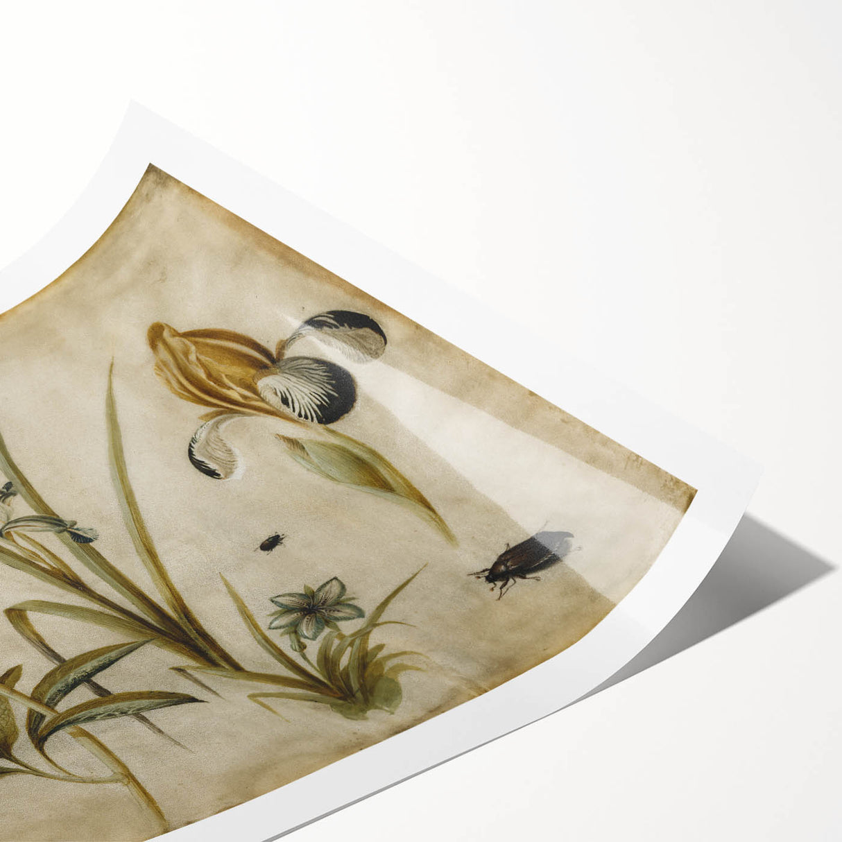 Grunge Wall Art: Botanical Insects Illustration | Vintage Grunge Canvas Print