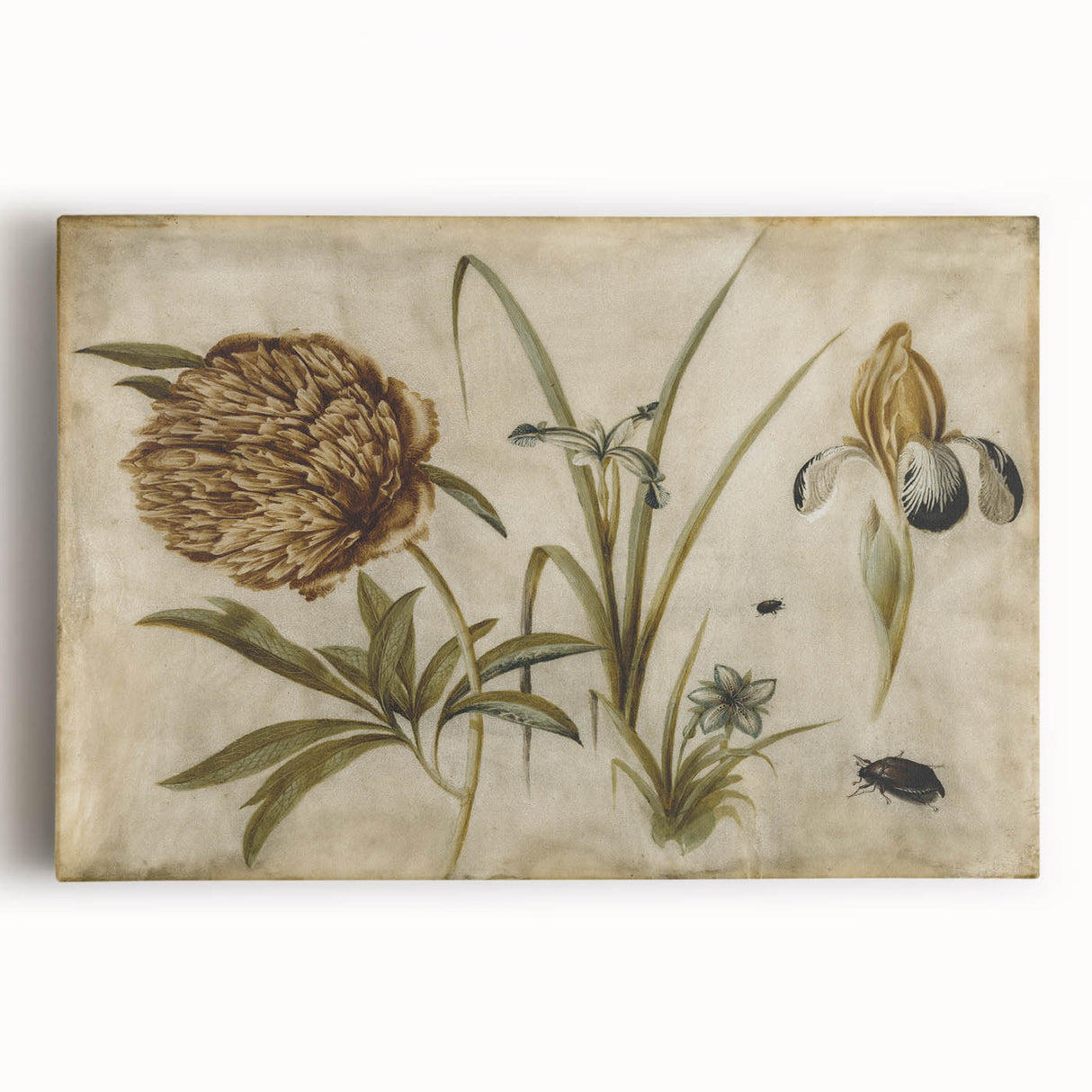 Grunge Wall Art: Botanical Insects Illustration | Vintage Grunge Canvas Print