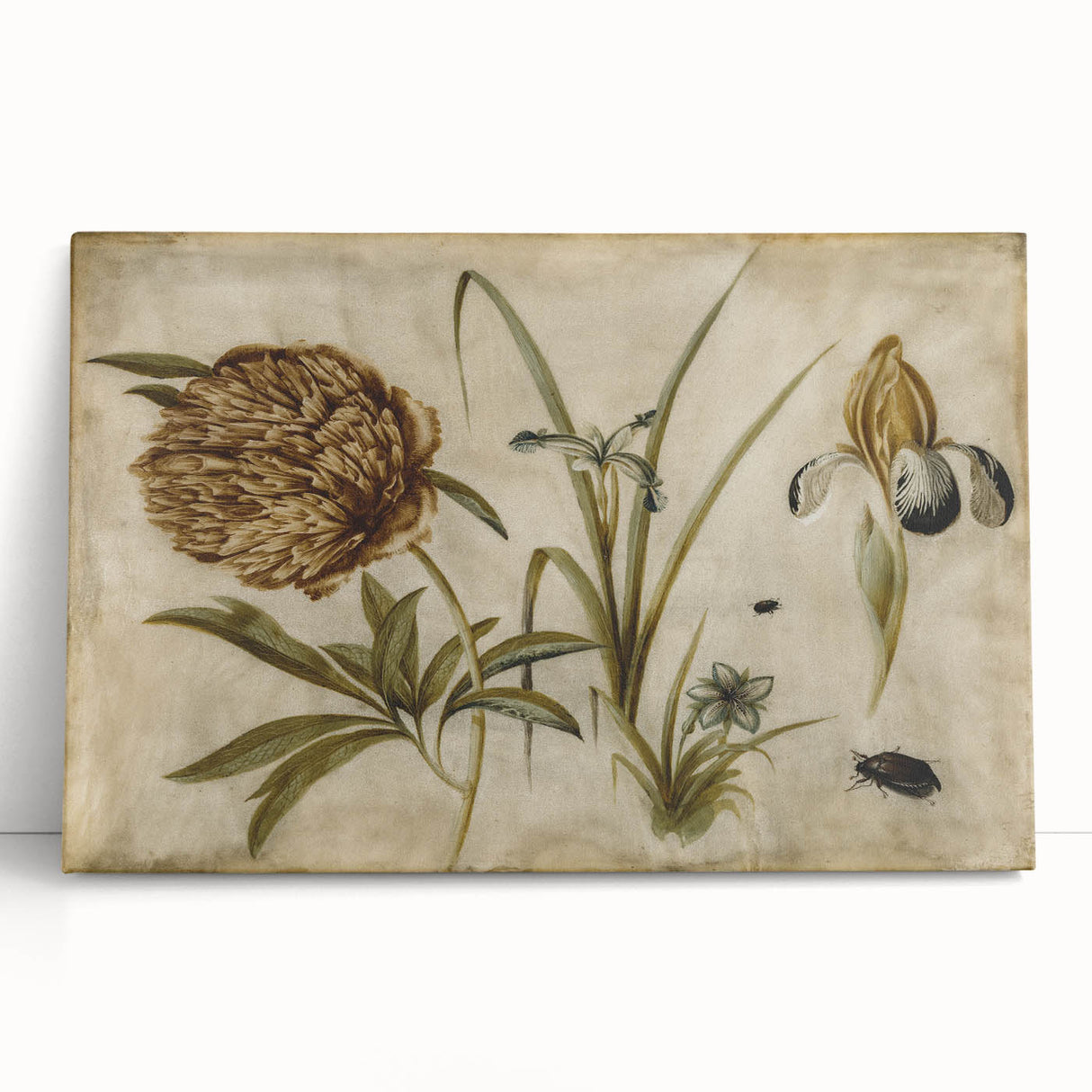 Grunge Wall Art: Botanical Insects Illustration | Vintage Grunge Canvas Print