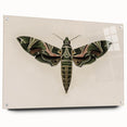 Grunge Wall Art: Moth Design | Vintage Grunge Canvas Print for Modern Homes