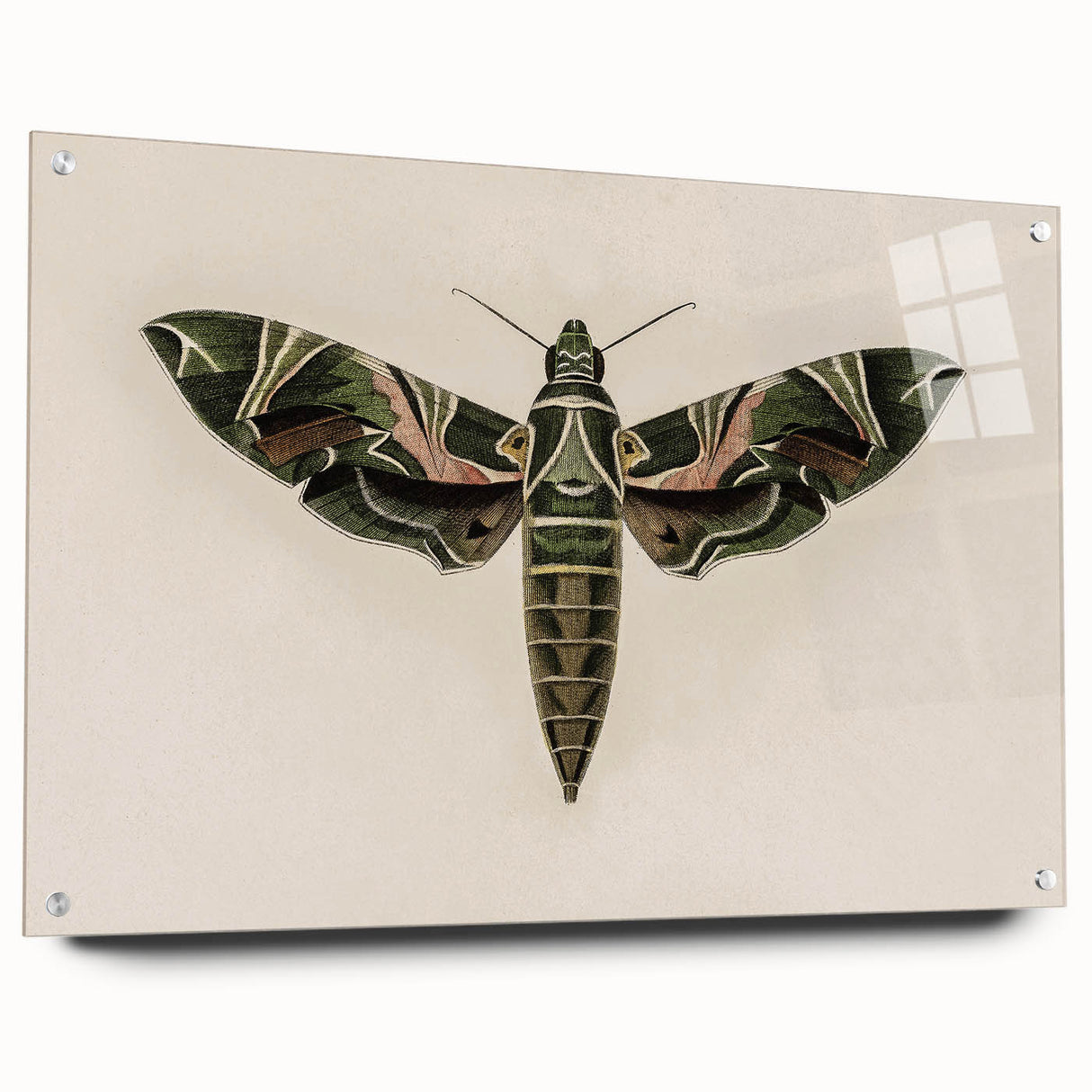 Grunge Wall Art: Moth Design | Vintage Grunge Canvas Print for Modern Homes