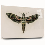 Grunge Wall Art: Moth Design | Vintage Grunge Canvas Print for Modern Homes