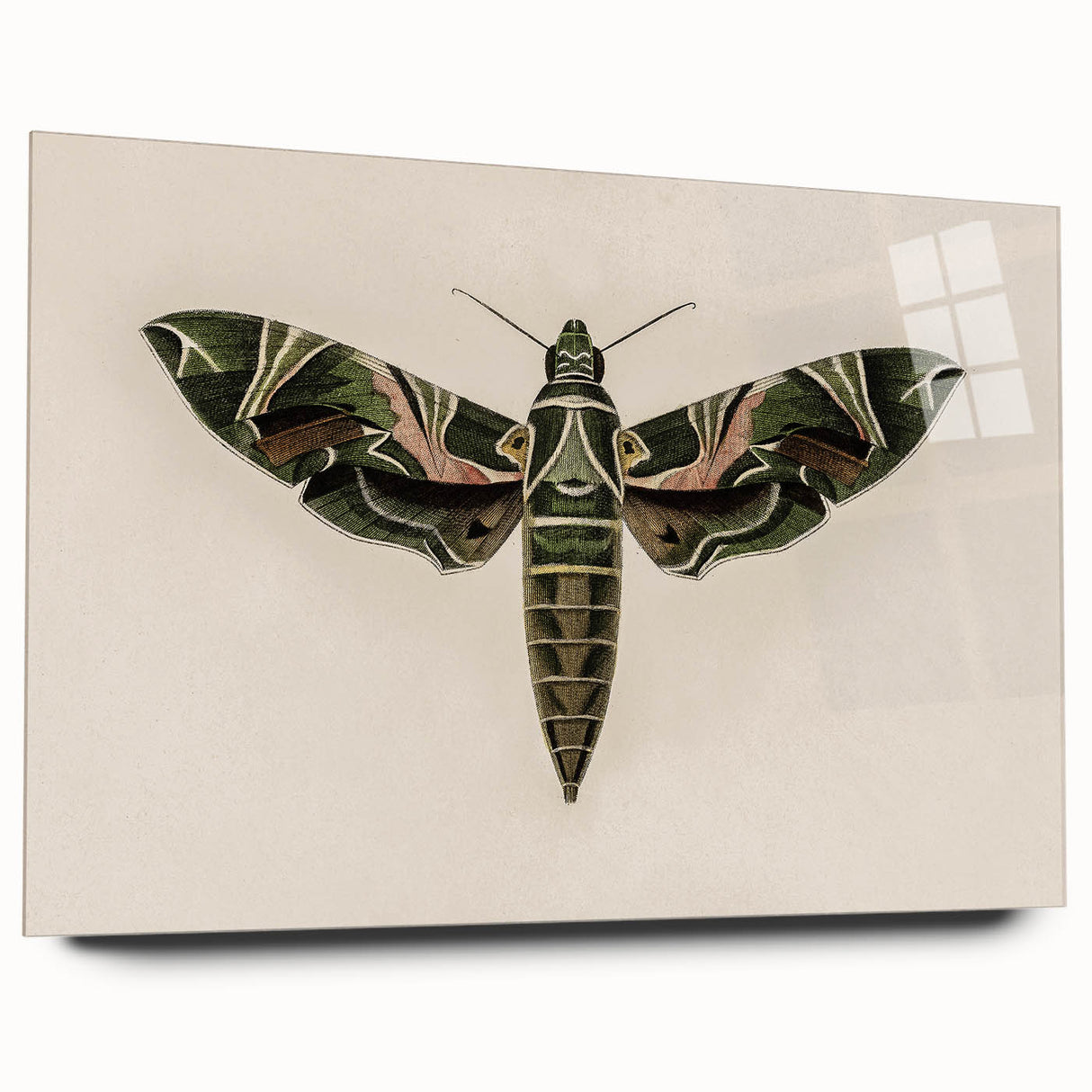 Grunge Wall Art: Moth Design | Vintage Grunge Canvas Print for Modern Homes