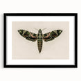Grunge Wall Art: Moth Design | Vintage Grunge Canvas Print for Modern Homes