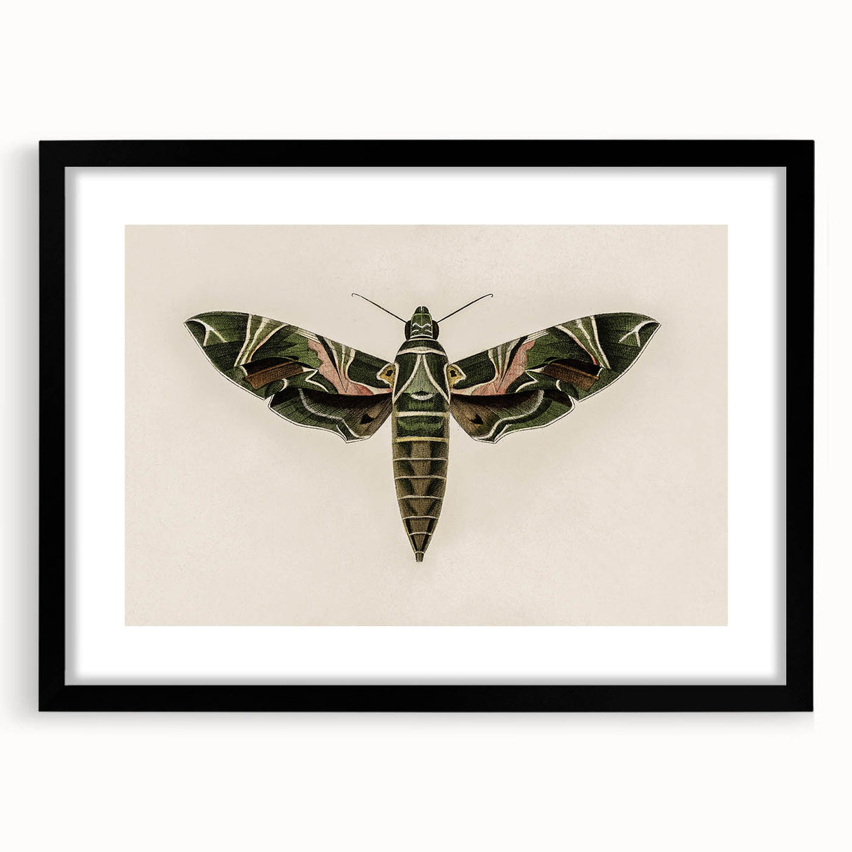 Grunge Wall Art: Moth Design | Vintage Grunge Canvas Print for Modern Homes