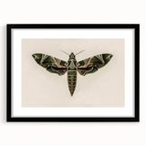 Grunge Wall Art: Moth Design | Vintage Grunge Canvas Print for Modern Homes