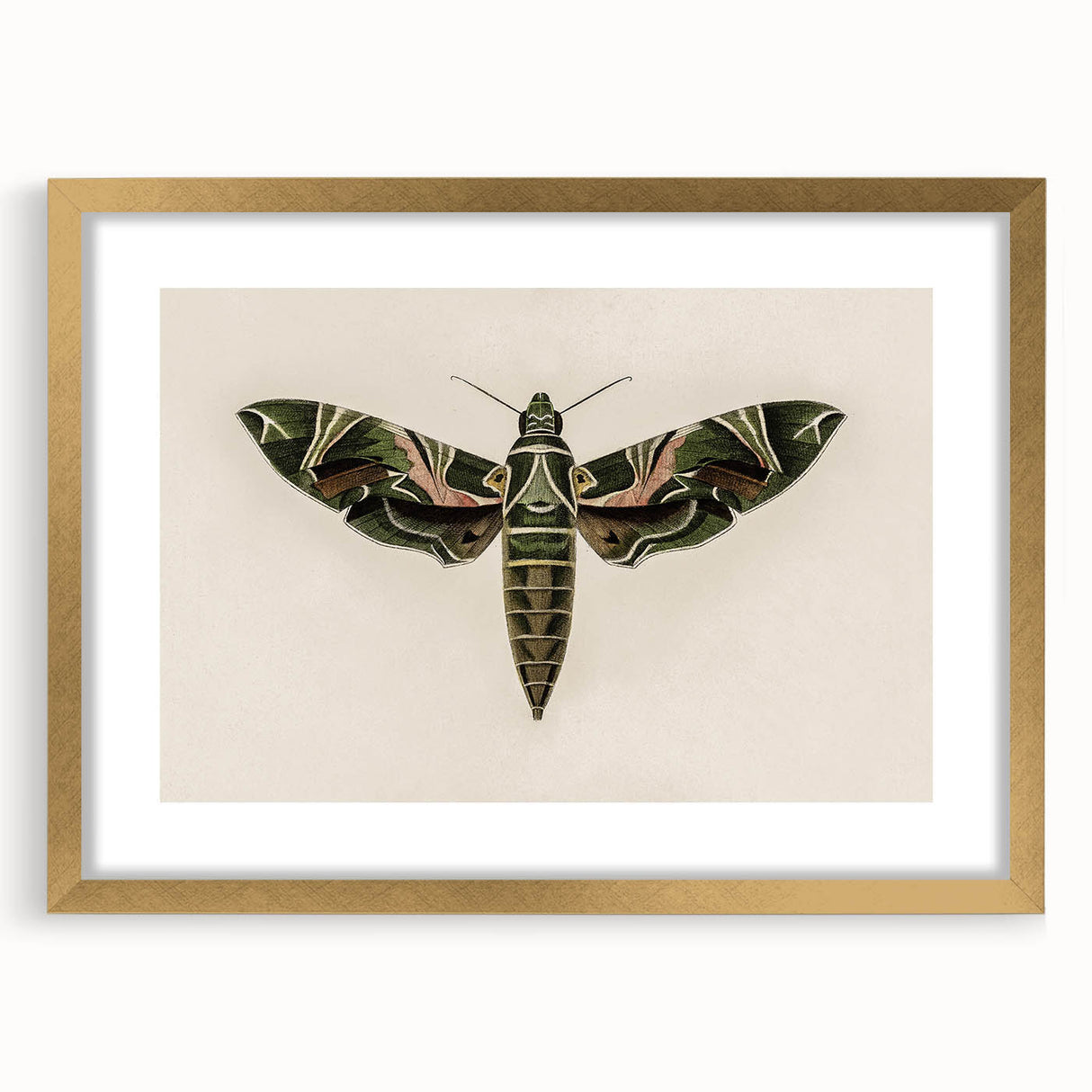 Grunge Wall Art: Moth Design | Vintage Grunge Canvas Print for Modern Homes