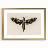 Grunge Wall Art: Moth Design | Vintage Grunge Canvas Print for Modern Homes