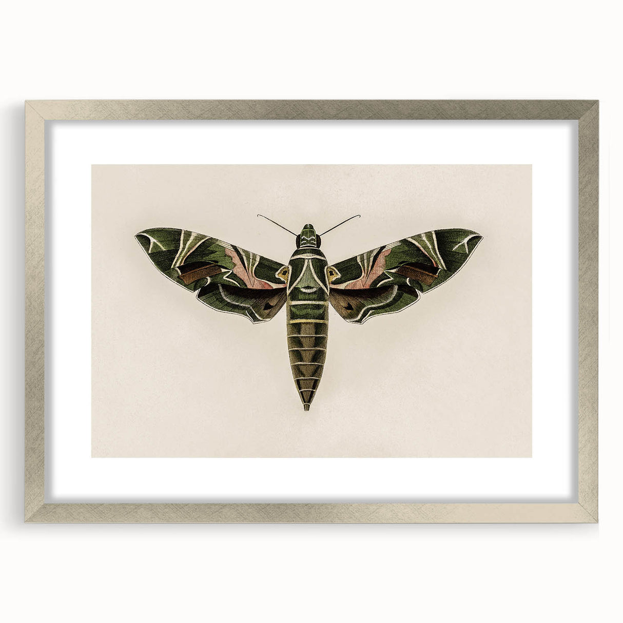 Grunge Wall Art: Moth Design | Vintage Grunge Canvas Print for Modern Homes
