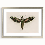 Grunge Wall Art: Moth Design | Vintage Grunge Canvas Print for Modern Homes