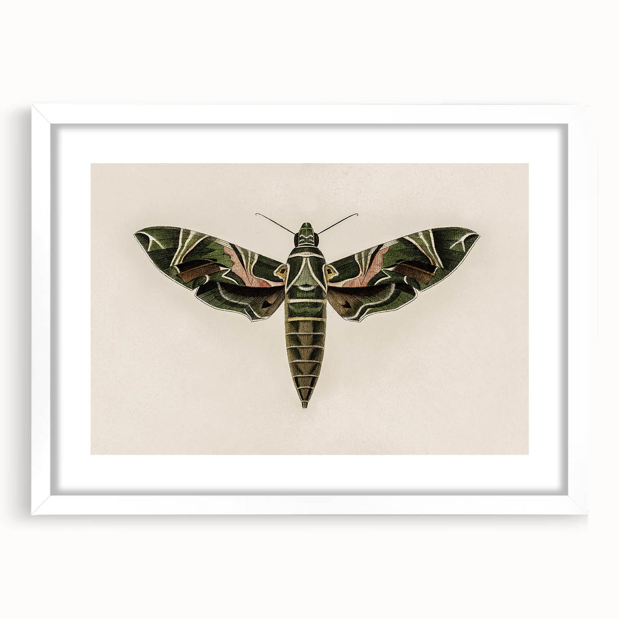 Grunge Wall Art: Moth Design | Vintage Grunge Canvas Print for Modern Homes