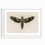 Grunge Wall Art: Moth Design | Vintage Grunge Canvas Print for Modern Homes