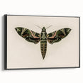 Grunge Wall Art: Moth Design | Vintage Grunge Canvas Print for Modern Homes