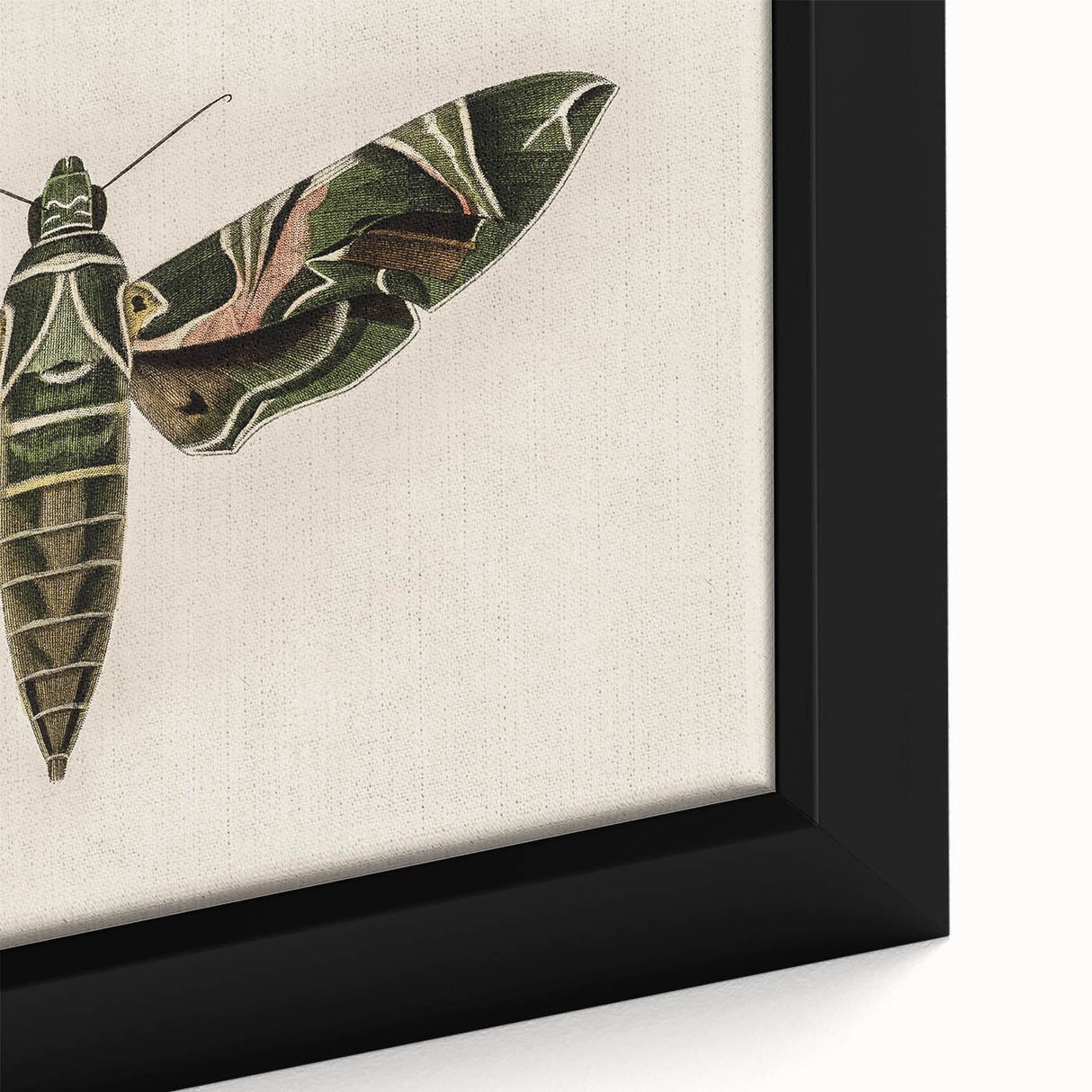 Grunge Wall Art: Moth Design | Vintage Grunge Canvas Print for Modern Homes