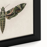 Grunge Wall Art: Moth Design | Vintage Grunge Canvas Print for Modern Homes