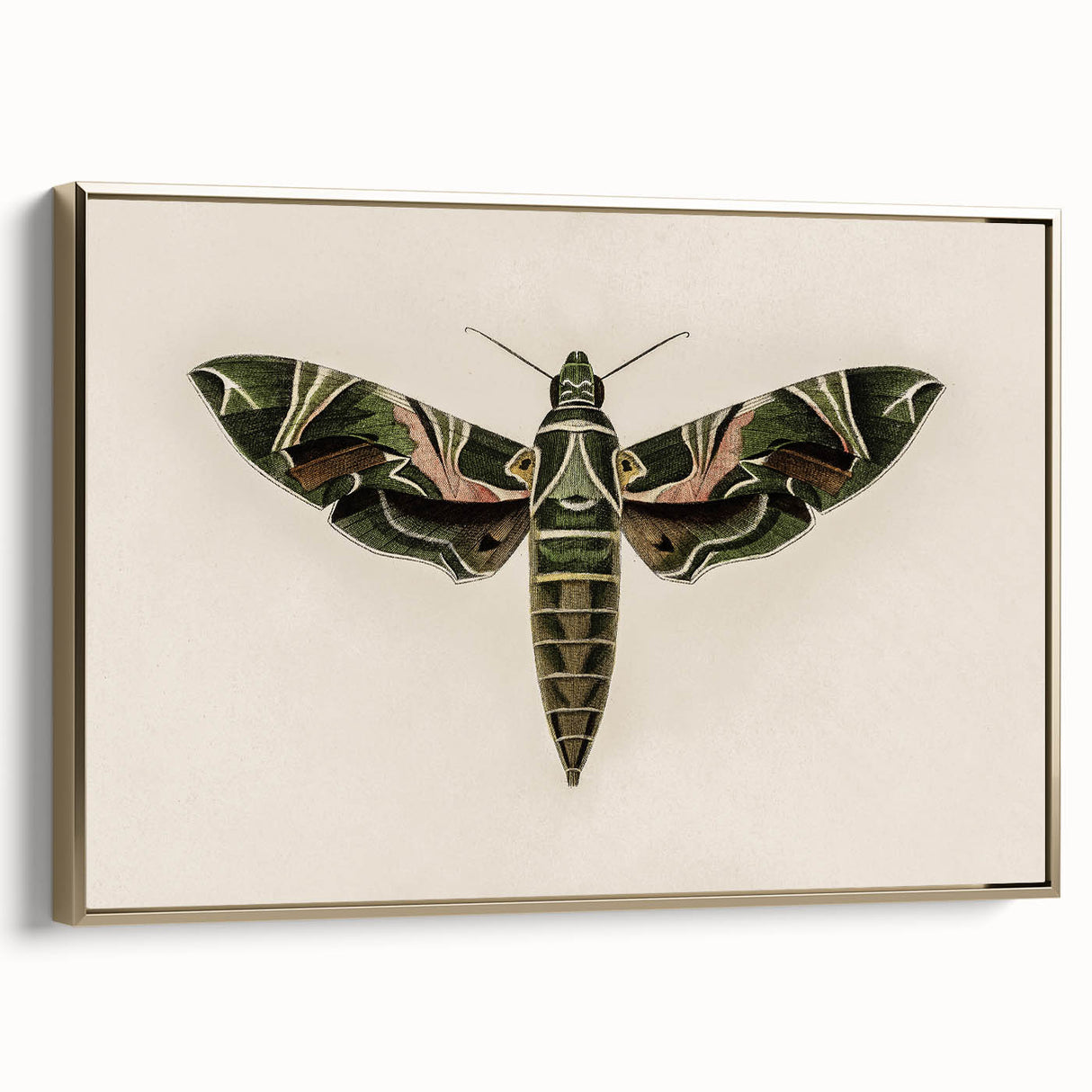 Grunge Wall Art: Moth Design | Vintage Grunge Canvas Print for Modern Homes