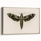 Grunge Wall Art: Moth Design | Vintage Grunge Canvas Print for Modern Homes