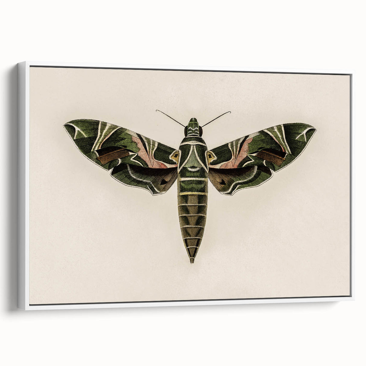Grunge Wall Art: Moth Design | Vintage Grunge Canvas Print for Modern Homes