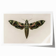 Grunge Wall Art: Moth Design | Vintage Grunge Canvas Print for Modern Homes