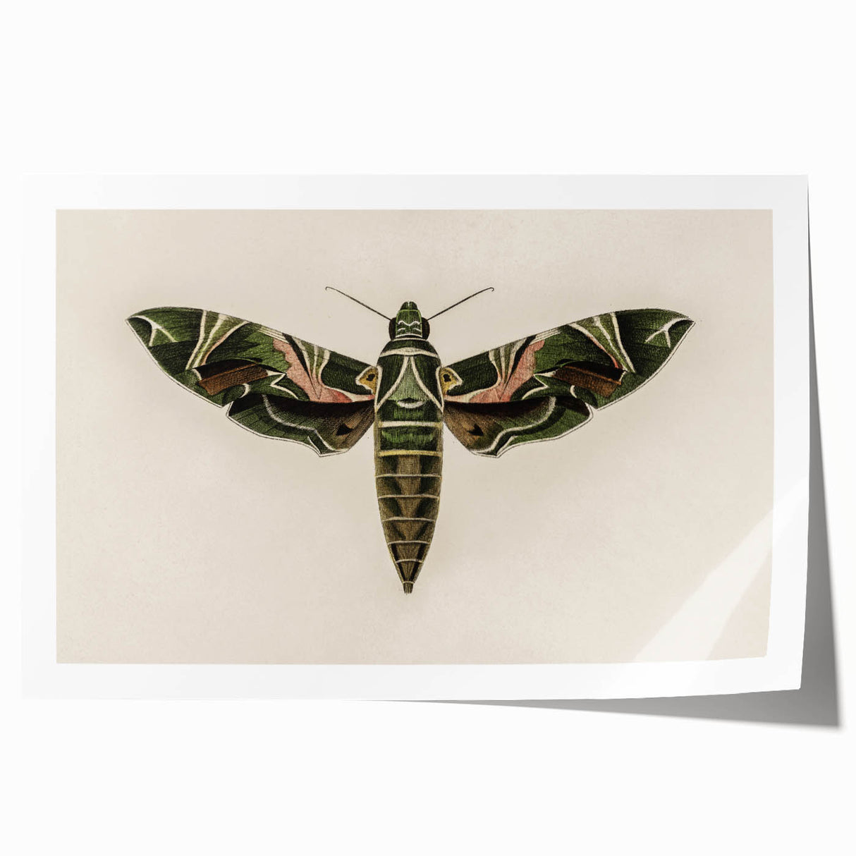 Grunge Wall Art: Moth Design | Vintage Grunge Canvas Print for Modern Homes