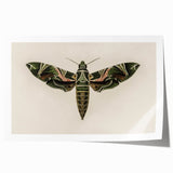 Grunge Wall Art: Moth Design | Vintage Grunge Canvas Print for Modern Homes