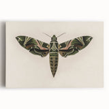 Grunge Wall Art: Moth Design | Vintage Grunge Canvas Print for Modern Homes