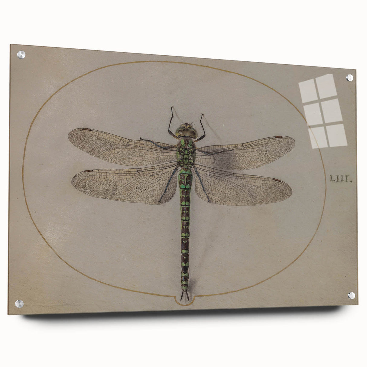 Grunge Wall Art: Dragonfly Illustration | Vintage Grunge Canvas Print