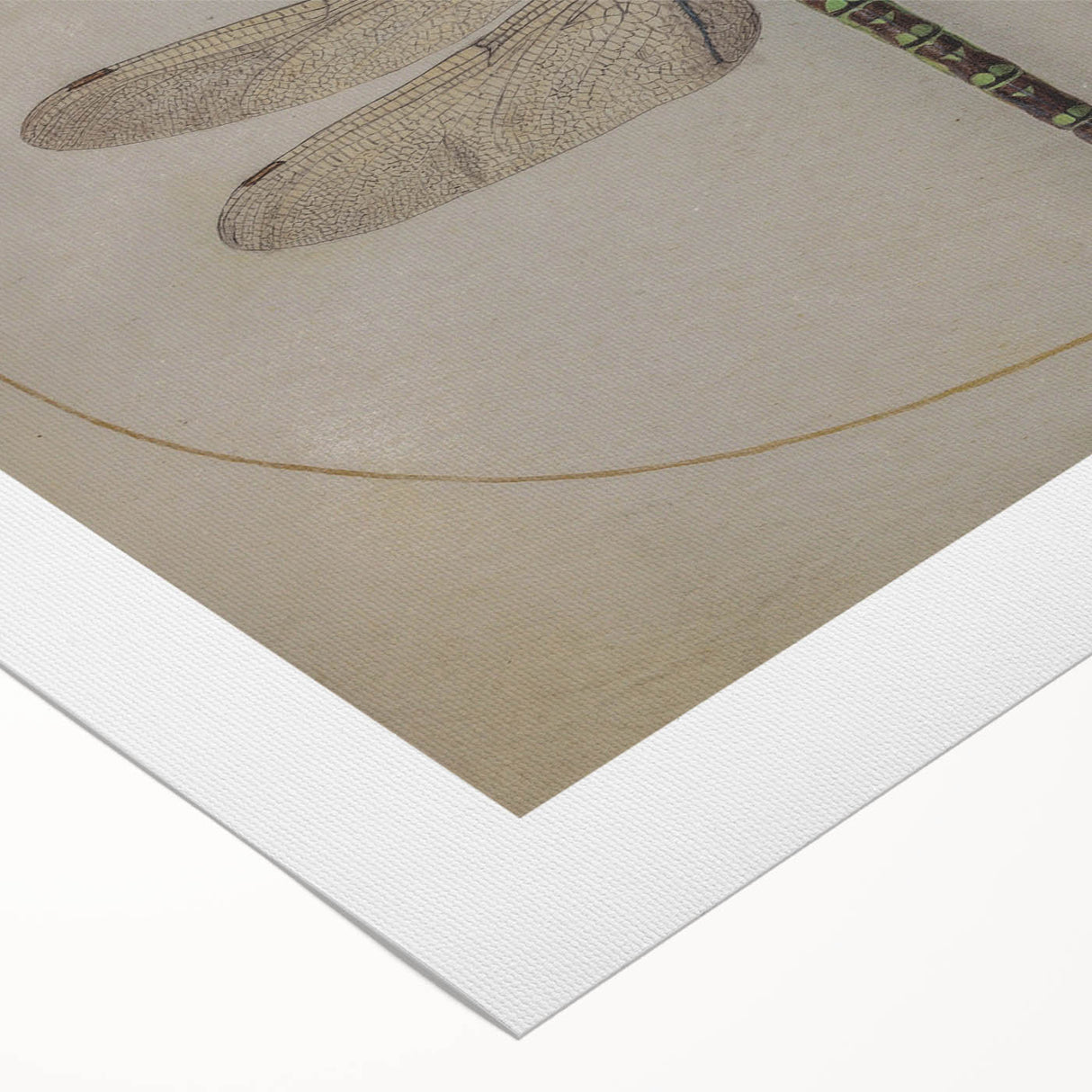 Grunge Wall Art: Dragonfly Illustration | Vintage Grunge Canvas Print