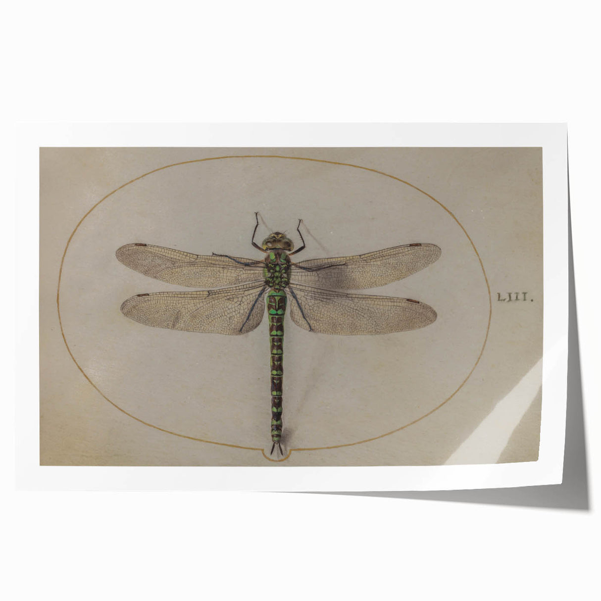 Grunge Wall Art: Dragonfly Illustration | Vintage Grunge Canvas Print