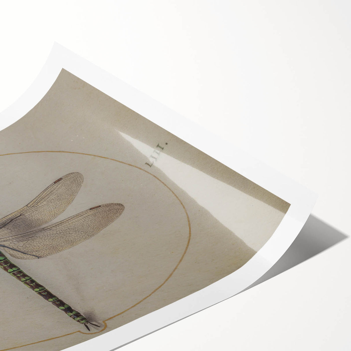 Grunge Wall Art: Dragonfly Illustration | Vintage Grunge Canvas Print